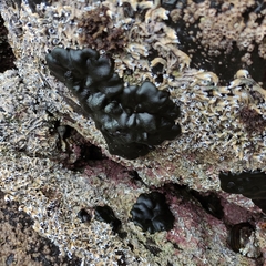 Codium convolutum