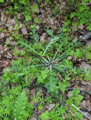 Cirsium