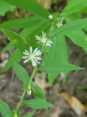 Symphyotrichum ontarionis