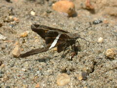 Chioides albofasciatus