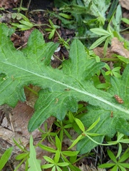 Cirsium