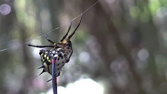 Gasteracantha sanguinea