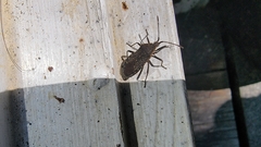 Anasa tristis