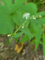 Symphyotrichum ontarionis