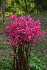Lycoris haywardii
