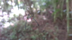 Gasteracantha sanguinea