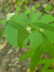 Symphyotrichum ontarionis