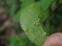 Arthropoda