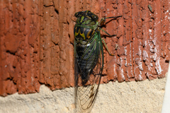 Neotibicen linnei