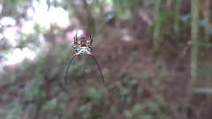Gasteracantha sanguinea