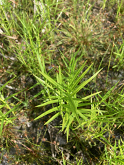 Veronica scutellata