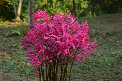 Lycoris haywardii