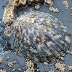 Cellana radians
