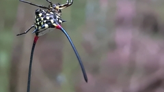 Gasteracantha sanguinea