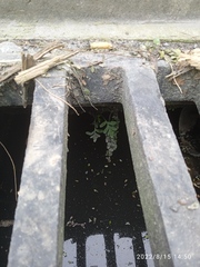 Asplenium flabellifolium