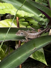Anolis lineatopus