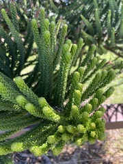 Eutacta