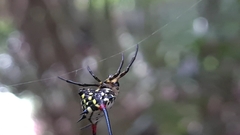 Gasteracantha sanguinea