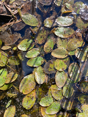 Potamogeton natans