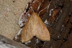 Saucrobotys futilalis