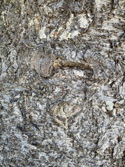 Eutacta