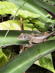 Anolis lineatopus