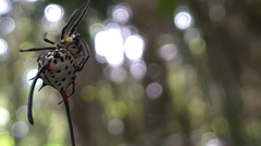 Gasteracantha sanguinea