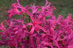 Lycoris haywardii