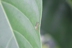 Alydidae