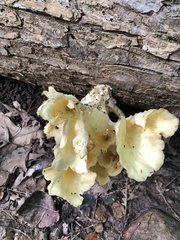 Pleurotus