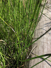 Equisetum laevigatum