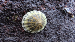 Scurria viridula