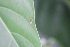 Alydidae