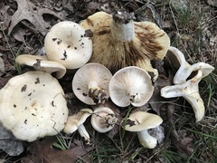 Lactarius maculatipes