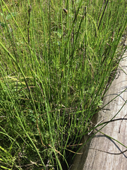 Equisetum laevigatum
