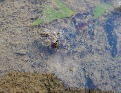 Gelastocoris oculatus