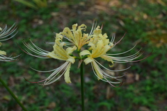 Lycoris