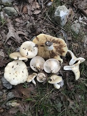 Lactarius maculatipes