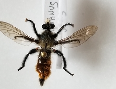 Laphria janus