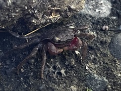 Sesarmidae