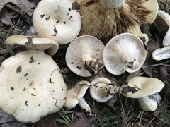 Lactarius maculatipes