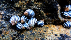 Echinolittorina peruviana