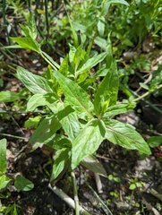 Scutellaria