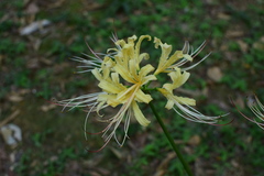 Lycoris