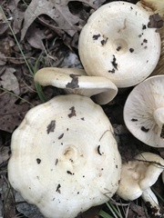 Lactarius maculatipes