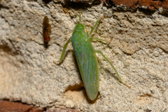 Gyponana