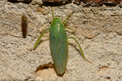 Gyponana