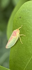 Gyponana octolineata