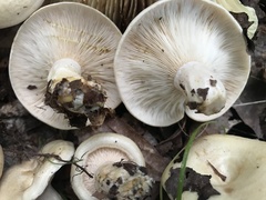 Lactarius maculatipes