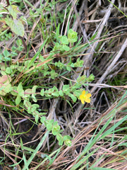 Hypericum anagalloides